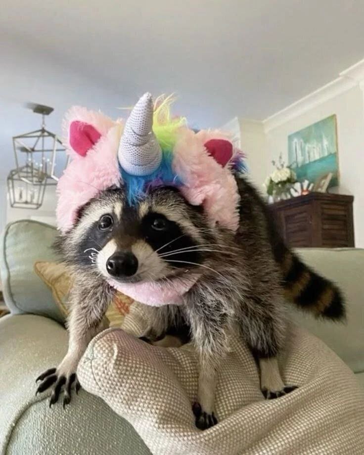 Fotografía de un mapache apoyado en sus cuatro patitas sobre un sofá, con una diadema de unicornio.