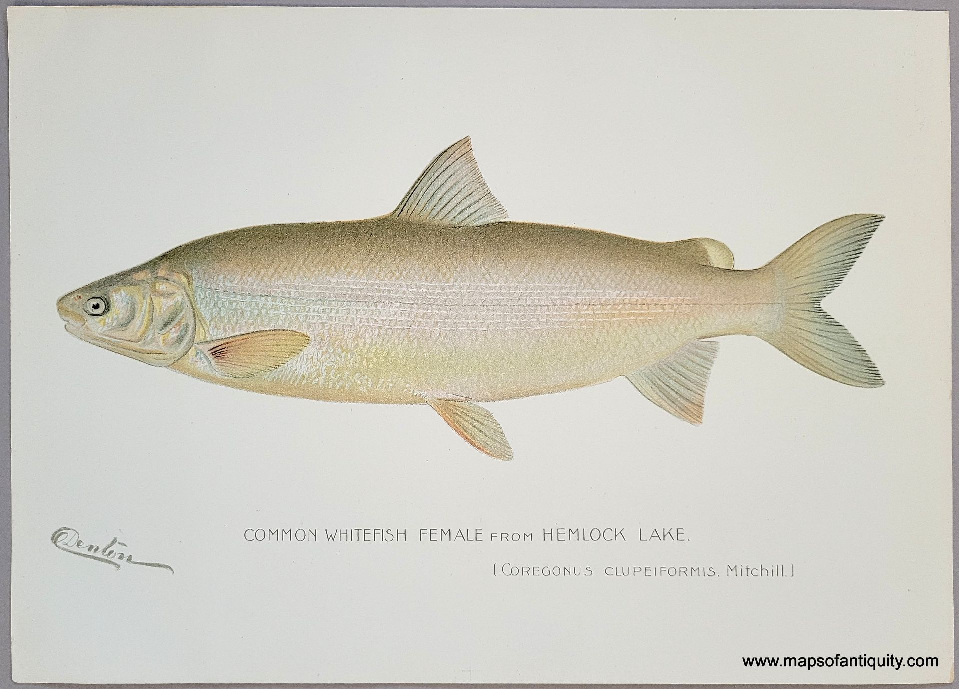 1900 - Common Whitefish Female from Hemlock Lake. - Antique