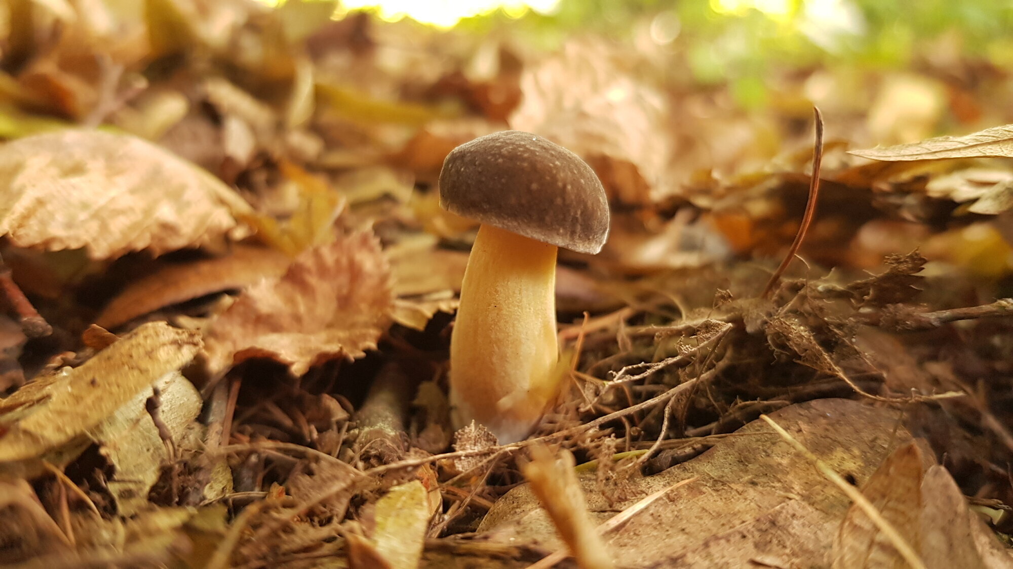 Flowerpower vor dem Camp