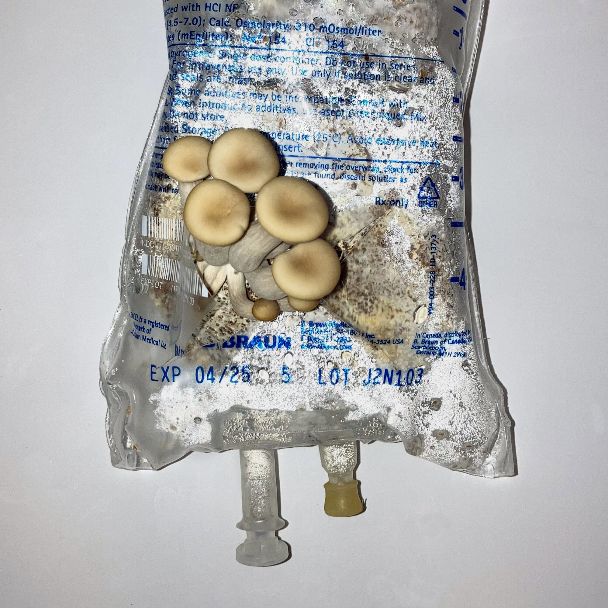 IV infusion bag with oyster mushrooms growing out of a midway slit.