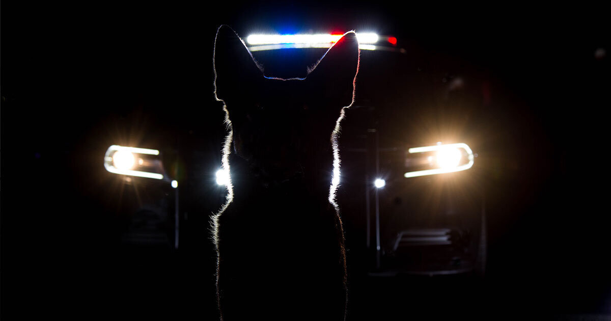 Concealed Carrier Caught After K9 Detects Gun at Highland Park, IL High School Game