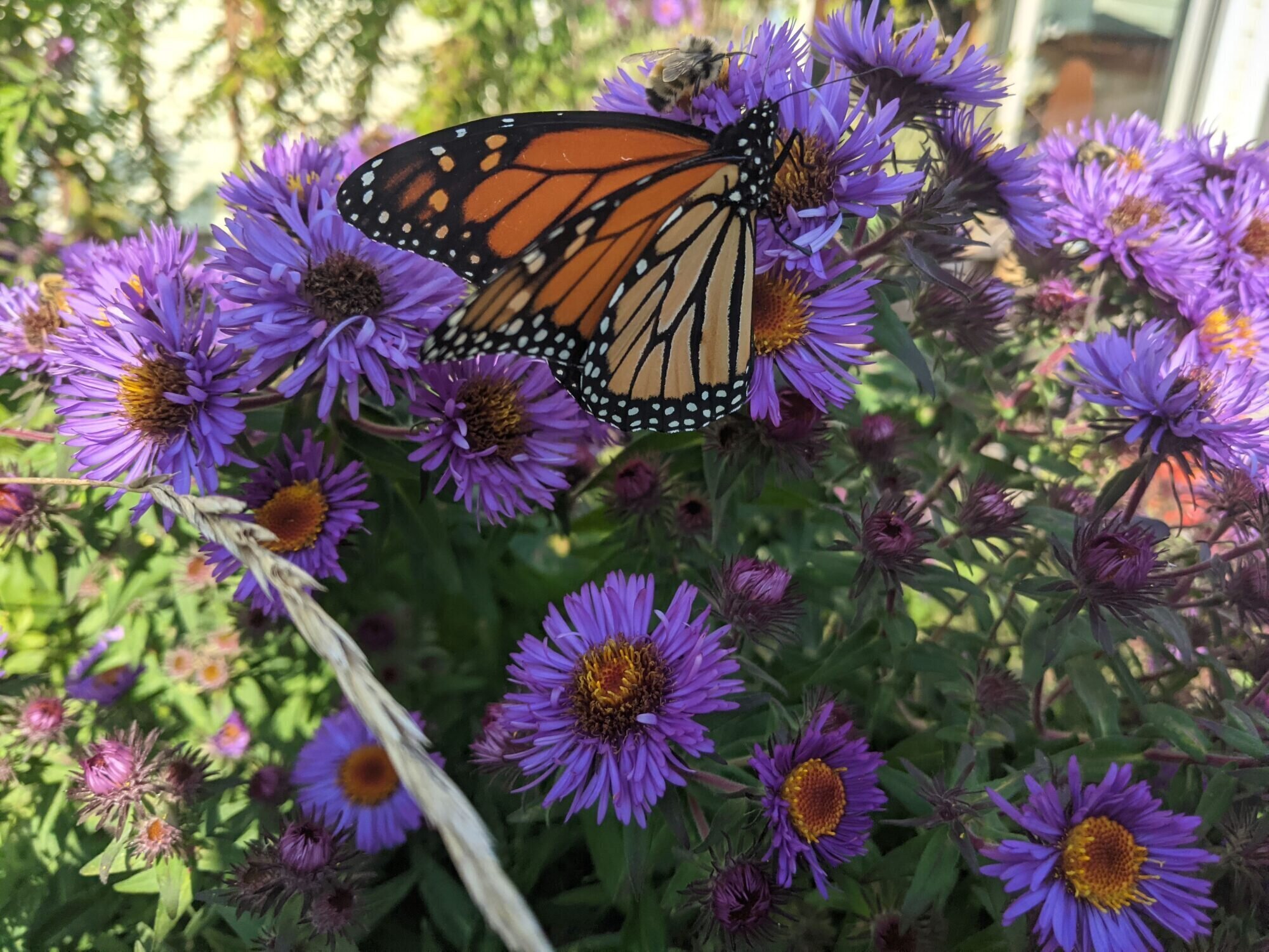 Monarch butterfly on purple asters