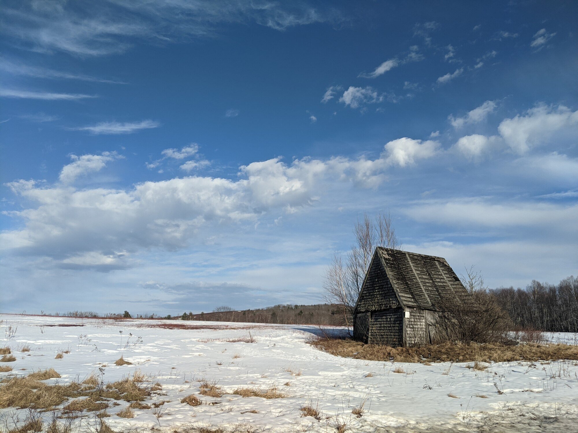 Monarch butterfly on purple asters