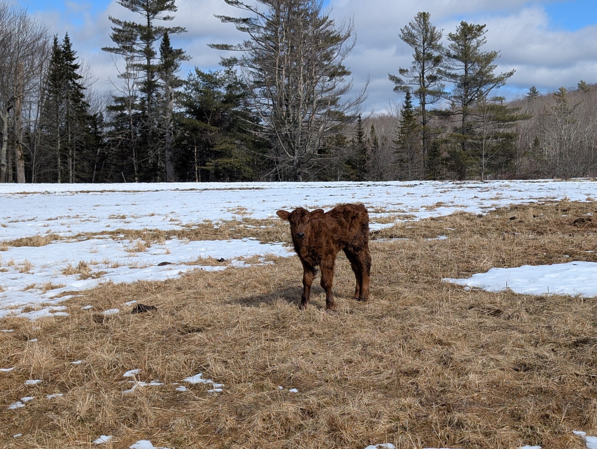 Icicles above a flowing stream