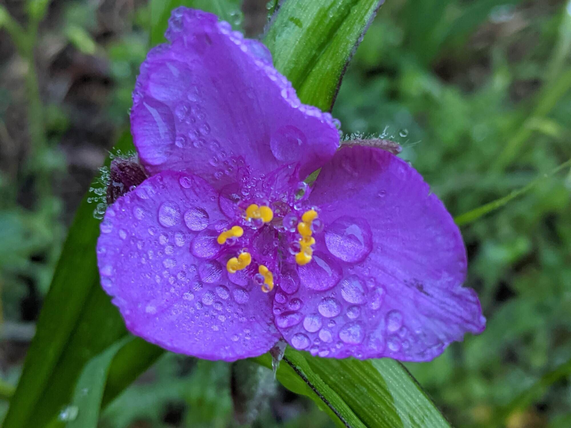 raindrops on a purple spring flower