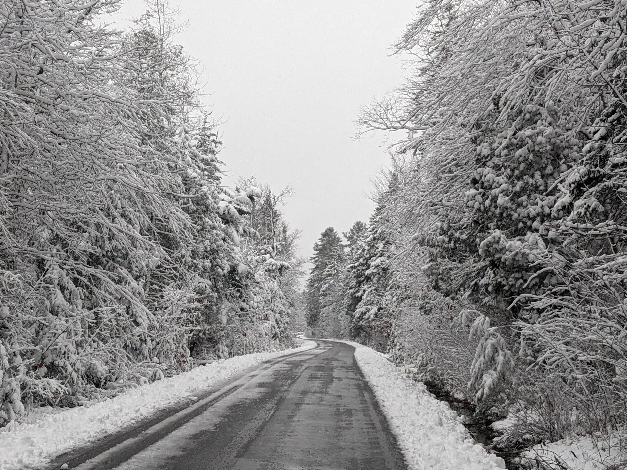 snow covered trees along a plowed road