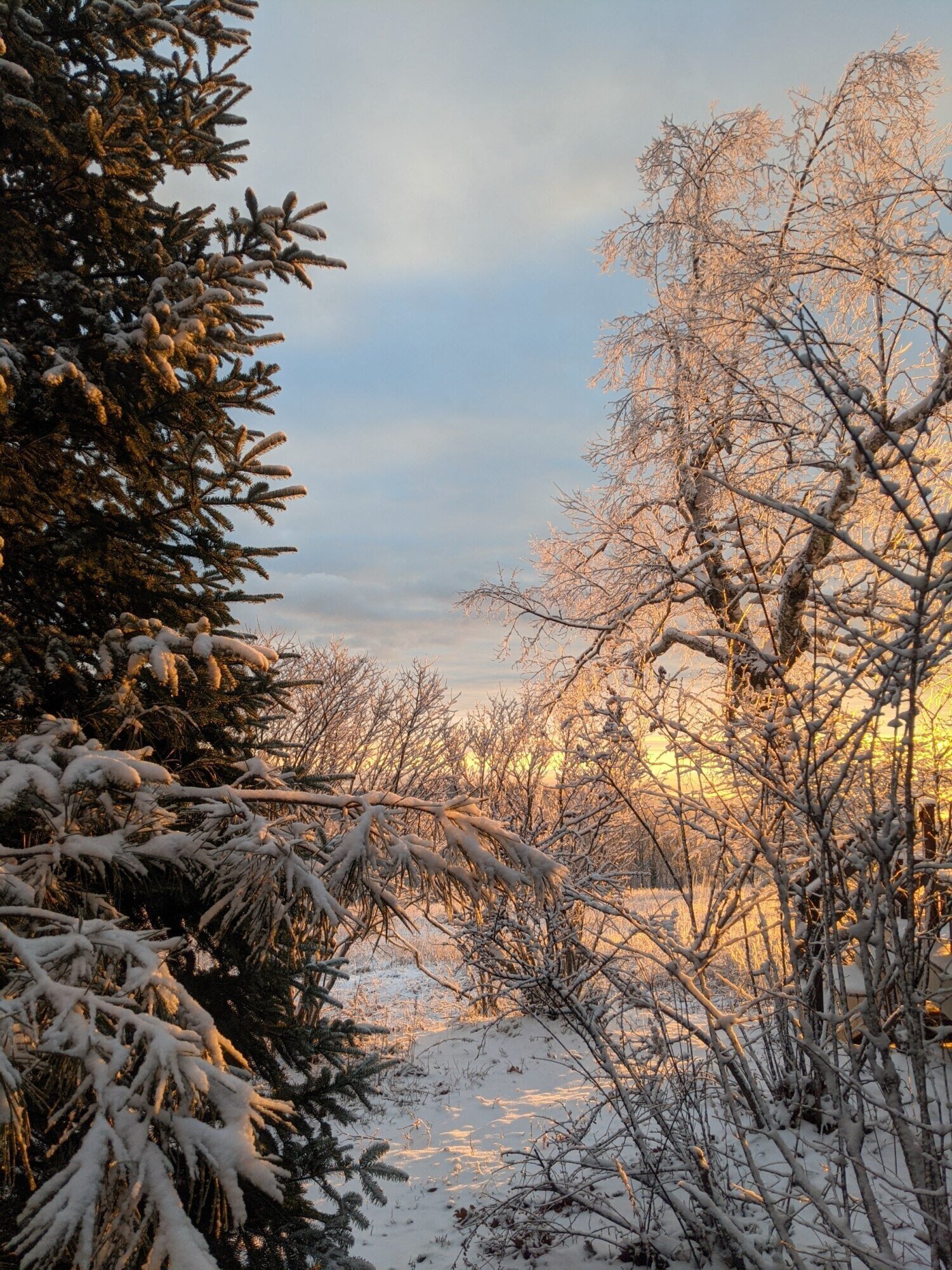 snow and ice covered trees backlit by dawnlight