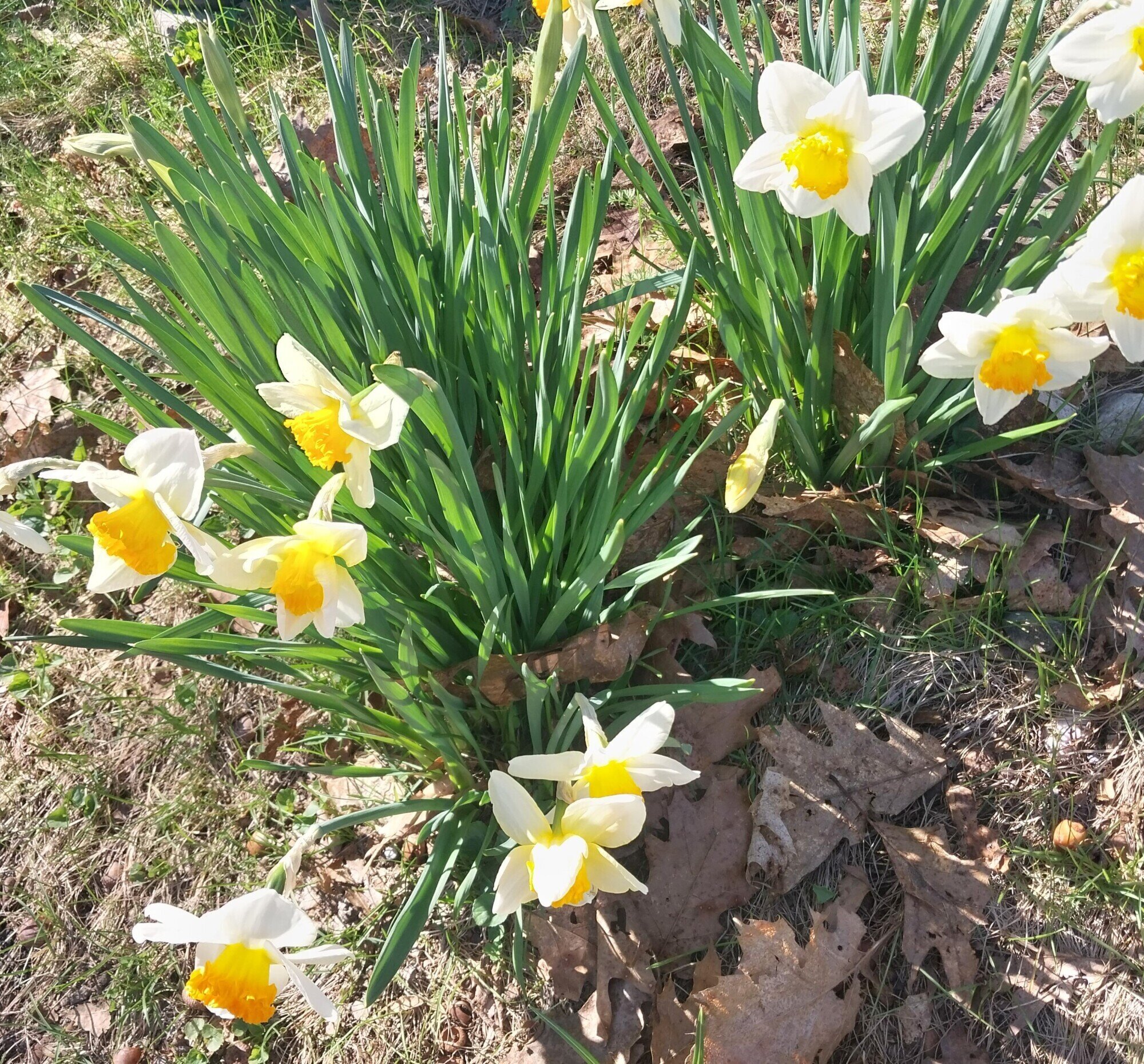 daffodills