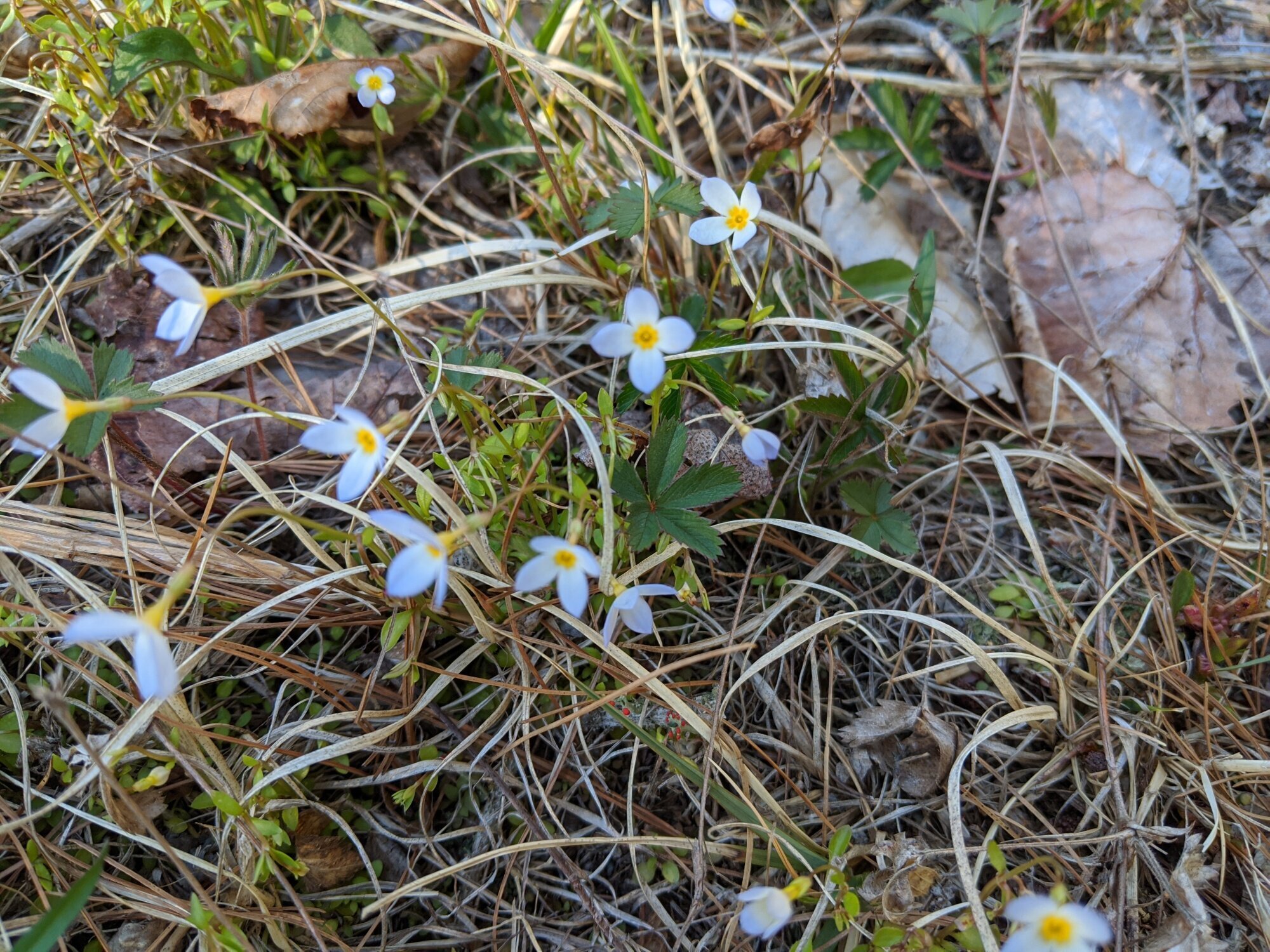 spring wildflowers