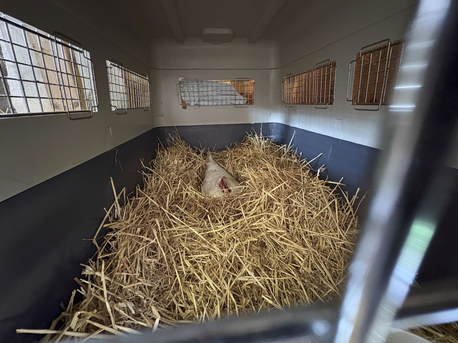 Marsha snuggled deep in her broody bin.