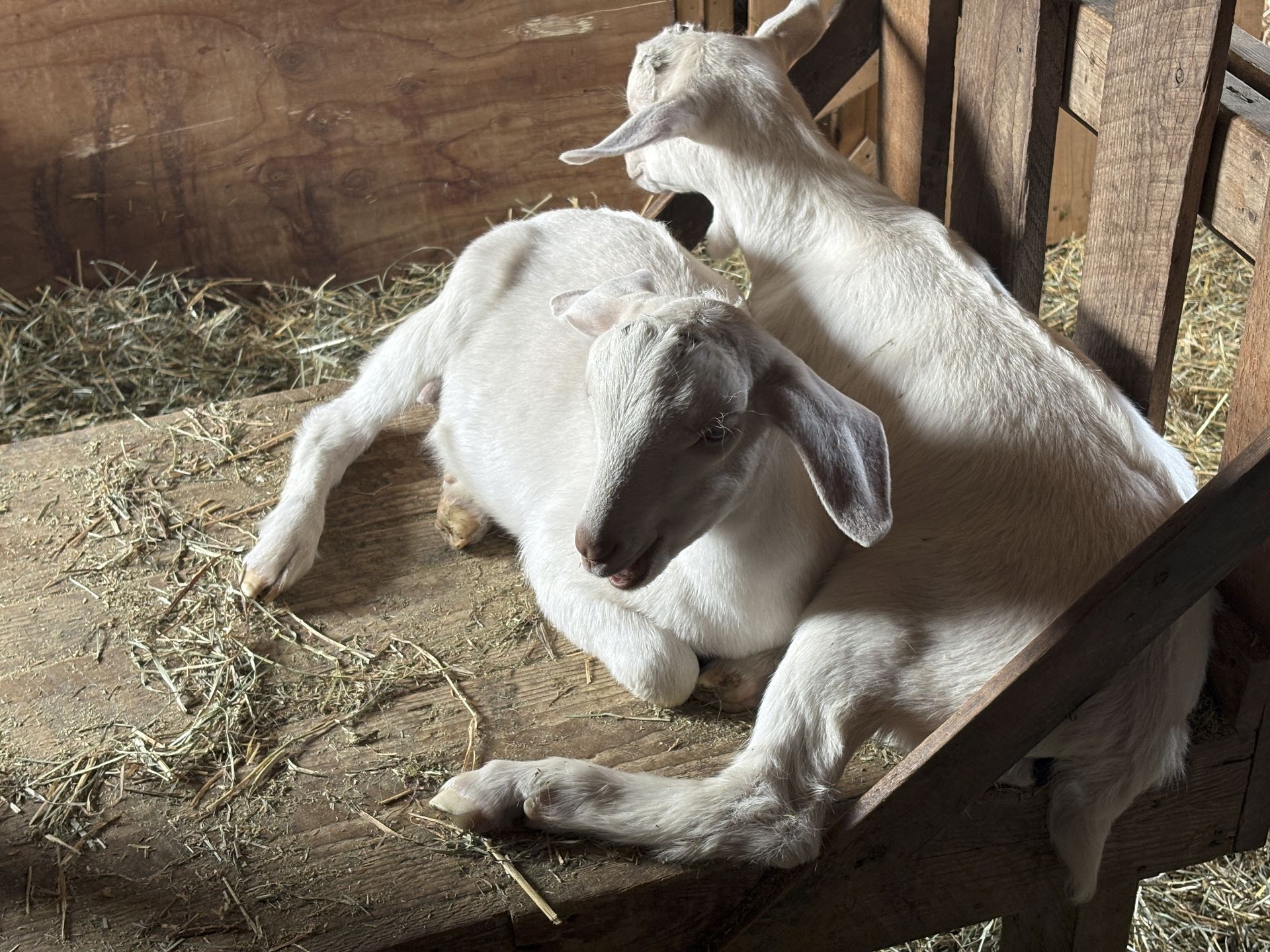 Two of the triplets relaxing on the milk stand