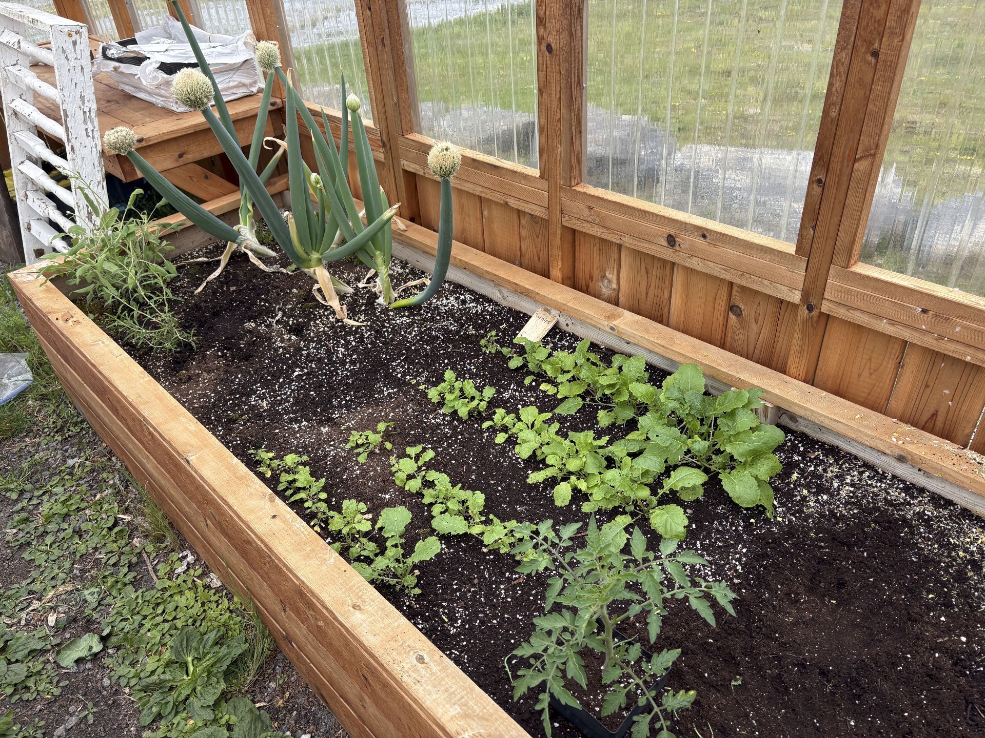 greenhouse bed featuring rows of turnips