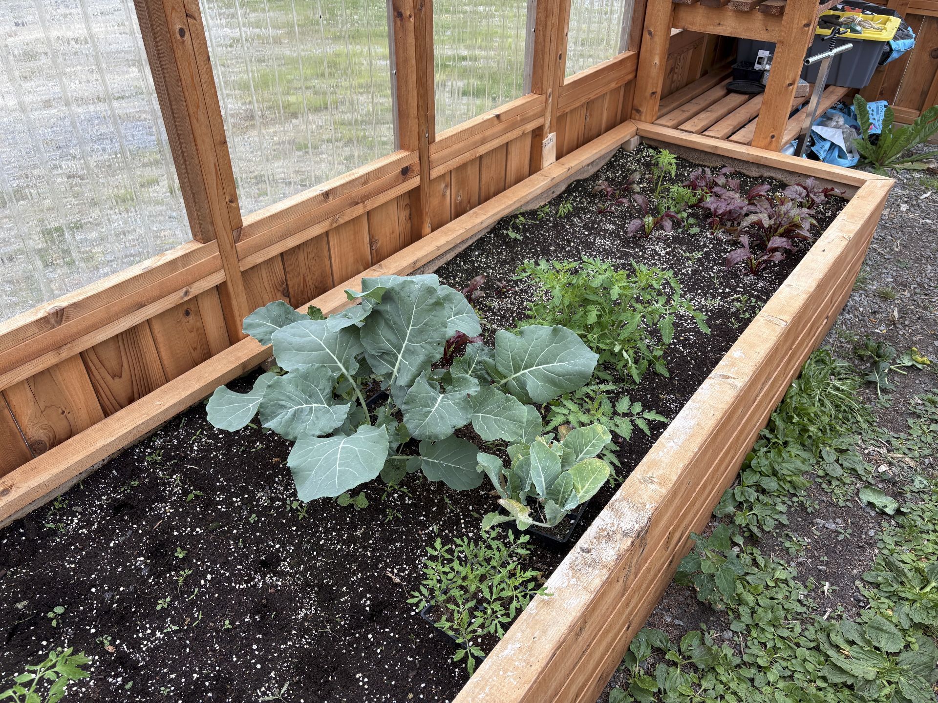 greenhouse bed with seedling trays int eh foreground and small beet plants behind