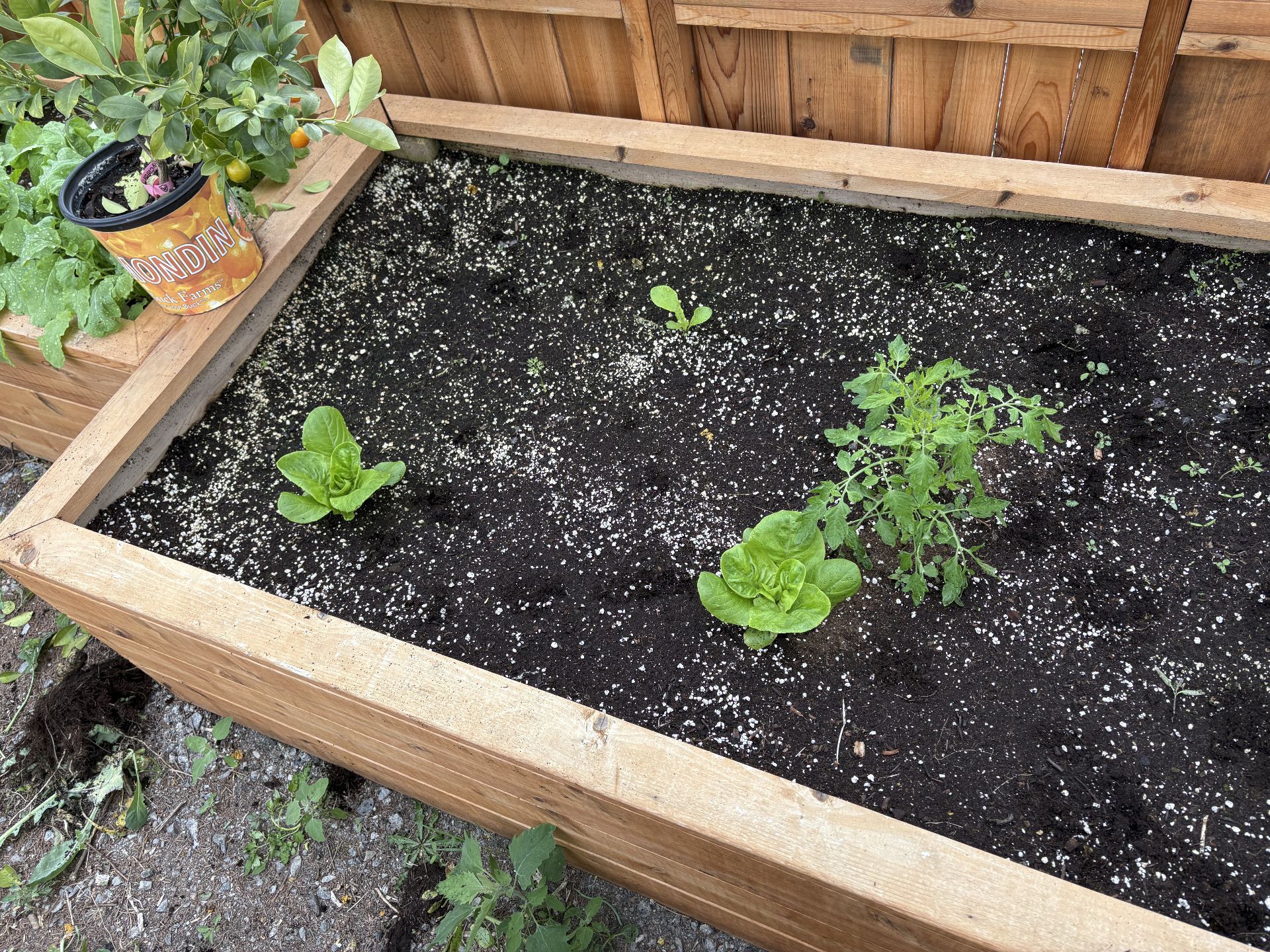 greenhouse bed showing a couple small lettuce plants