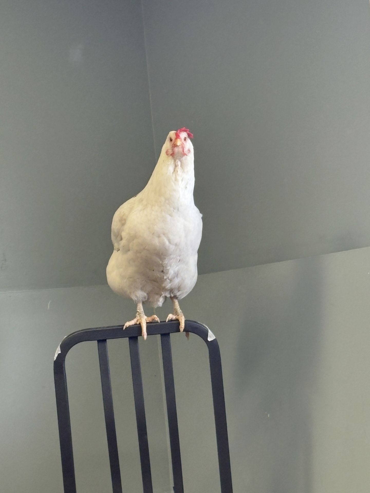 Kelly perched on a chair to see out the window