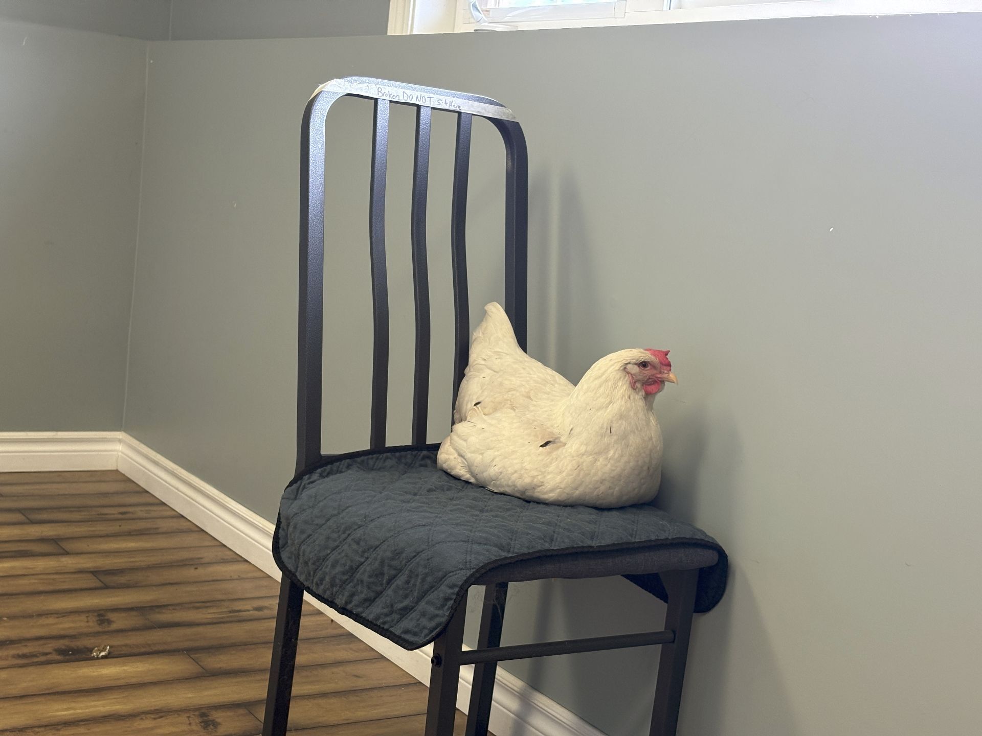 Kelly sitting on a petpad on a chair in the spare room.