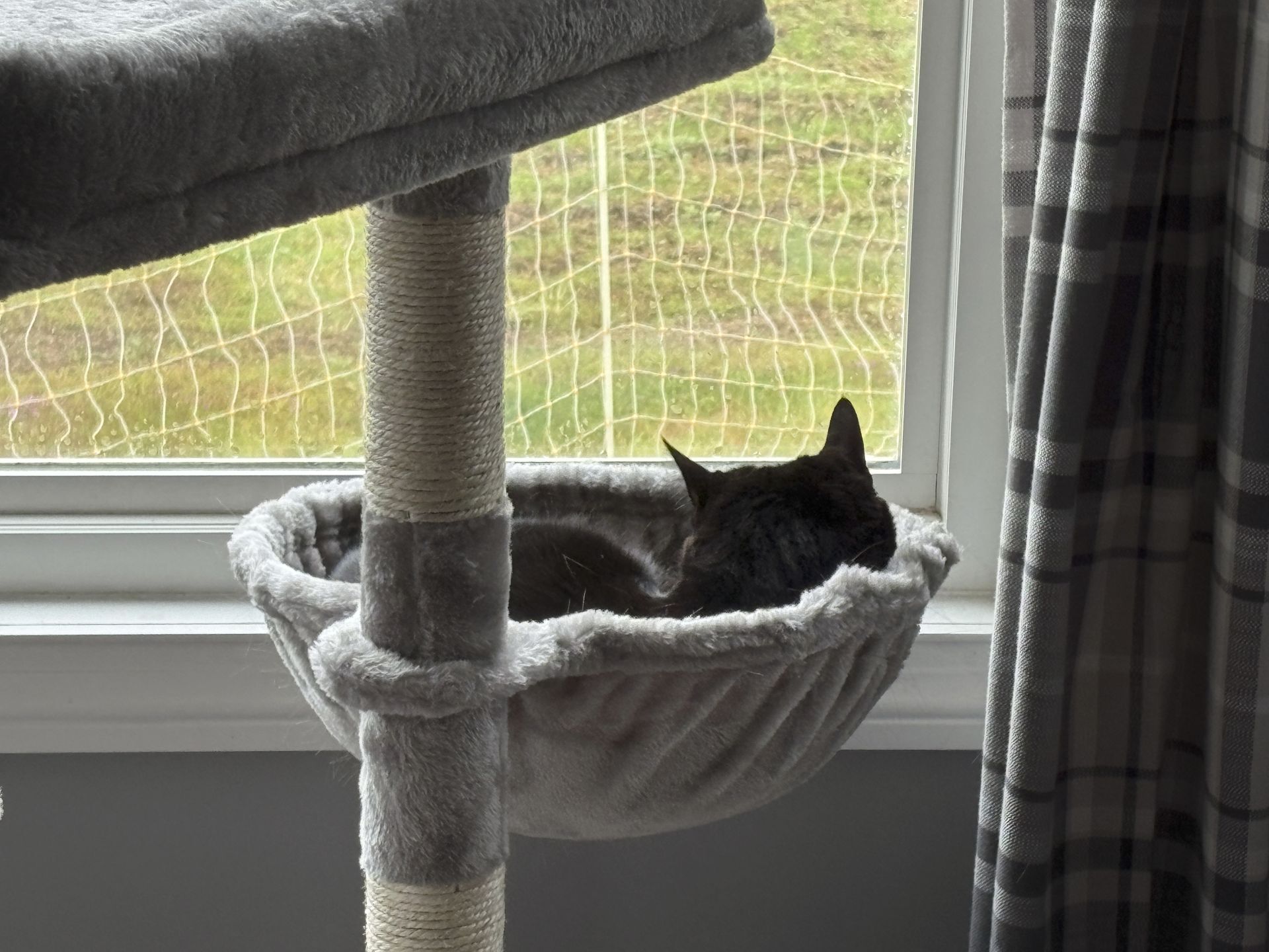 Shadow the cat overlooking the garden from her cat-tree hammock.