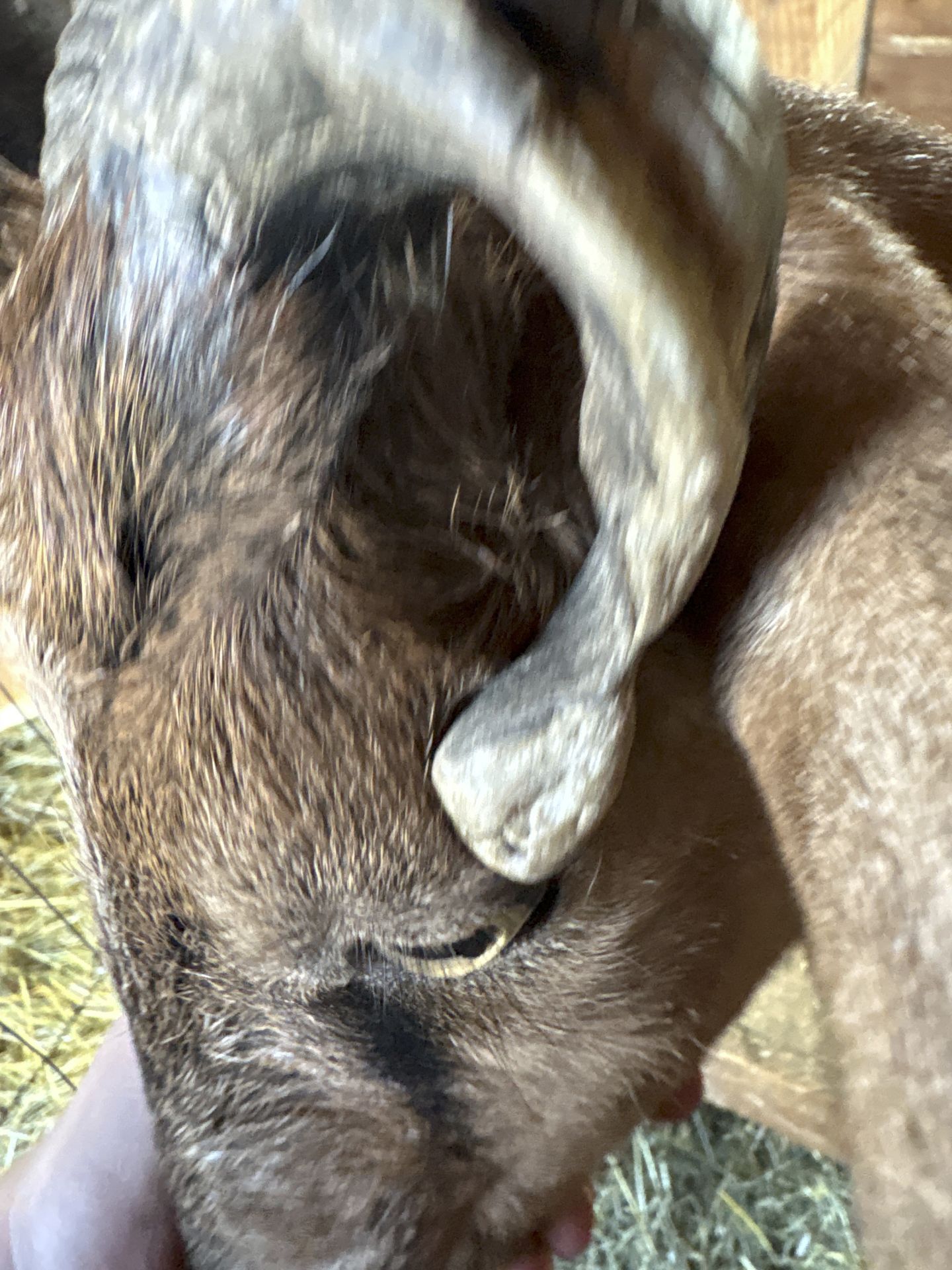 Close view of the goat horn near his eye