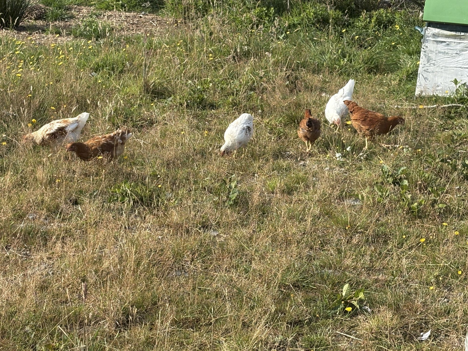 six young chickens out in the yard