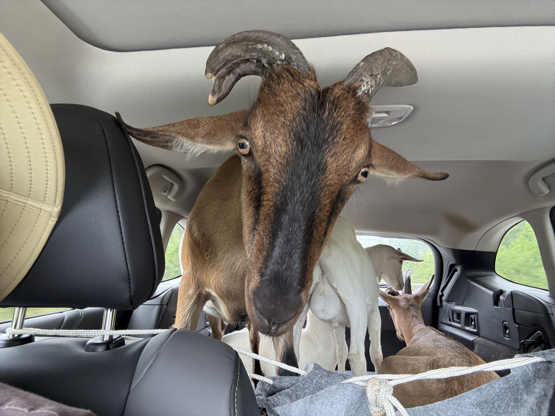 photo into the back of our car where thee goats are looking out the back and one is looking at the camera.