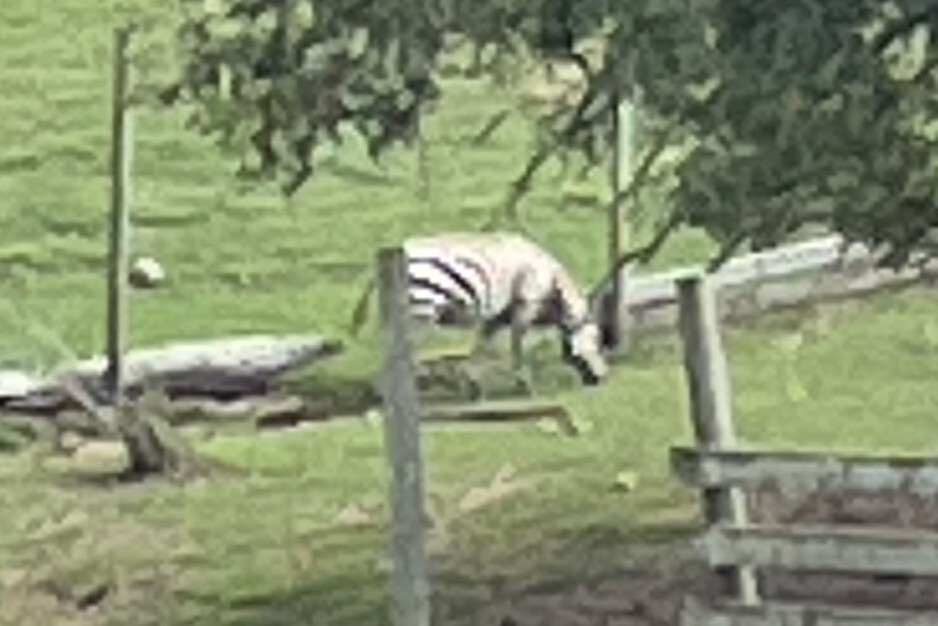 Slightly blurry zoomed in photo of a zebra