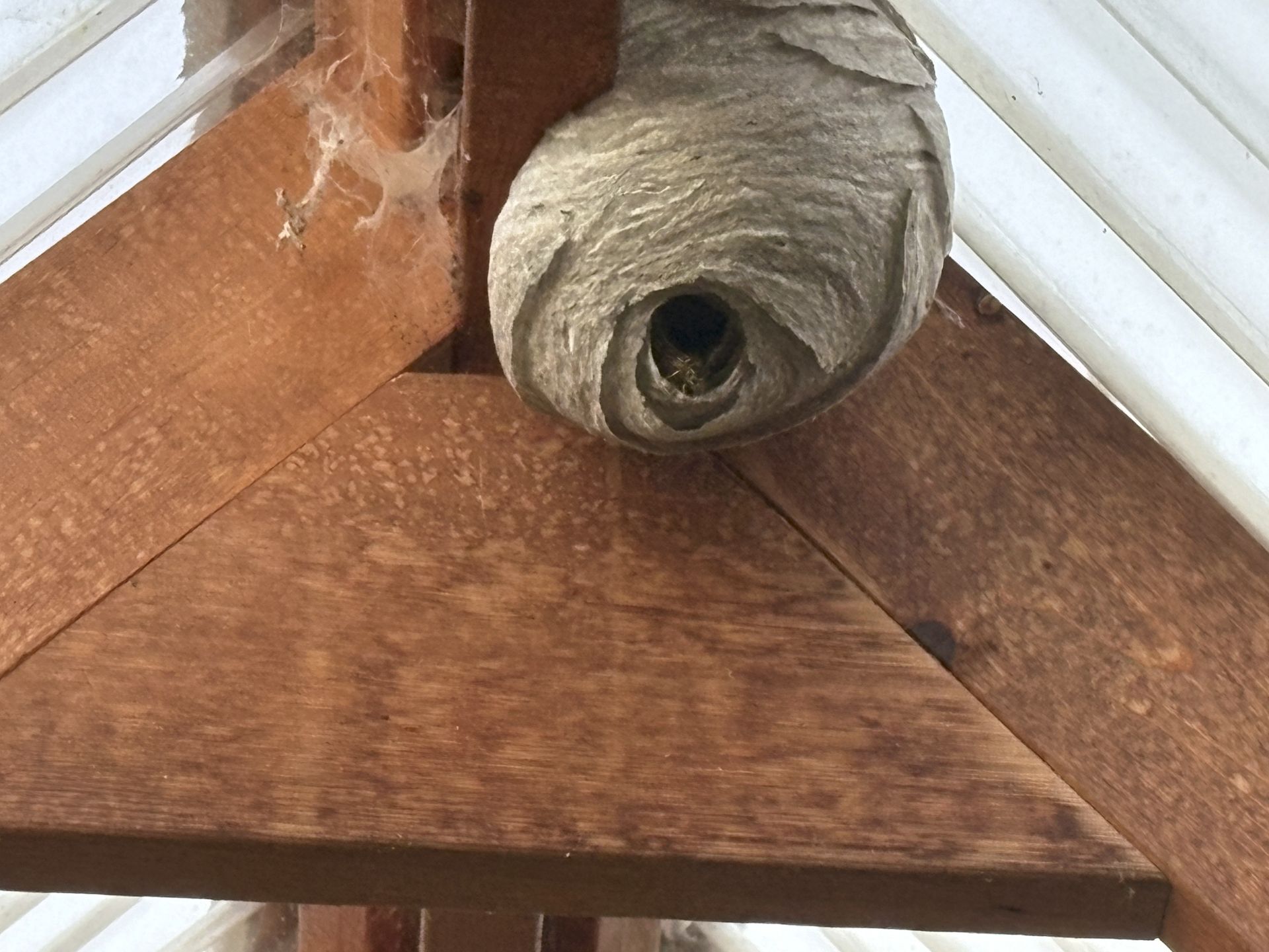 wasp nest in the apex of the greenhouse