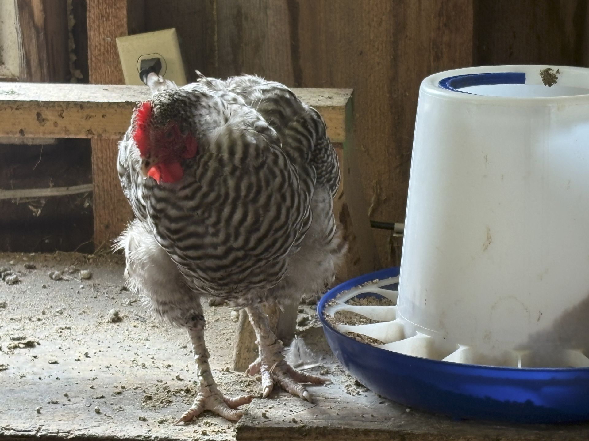 Jennifer missing most of her feathers near the feeder