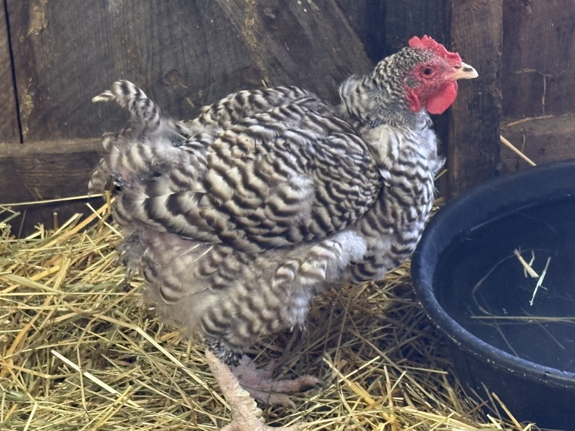 Jennifer the black and white striped chicken looking miserable with about half of her feathers missing