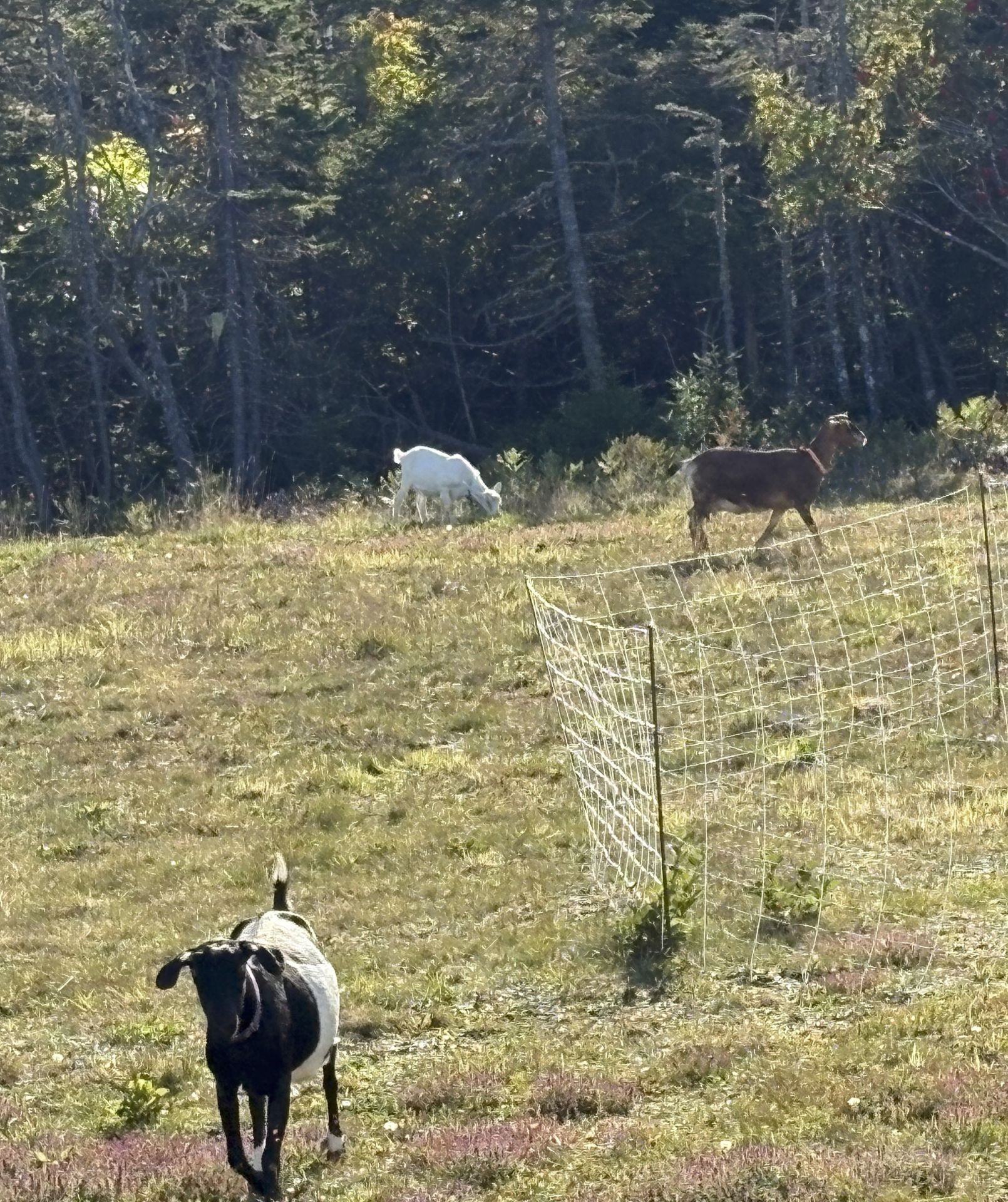 Star, Honey, and Spot all wandering in the yard looking for tasty weeds