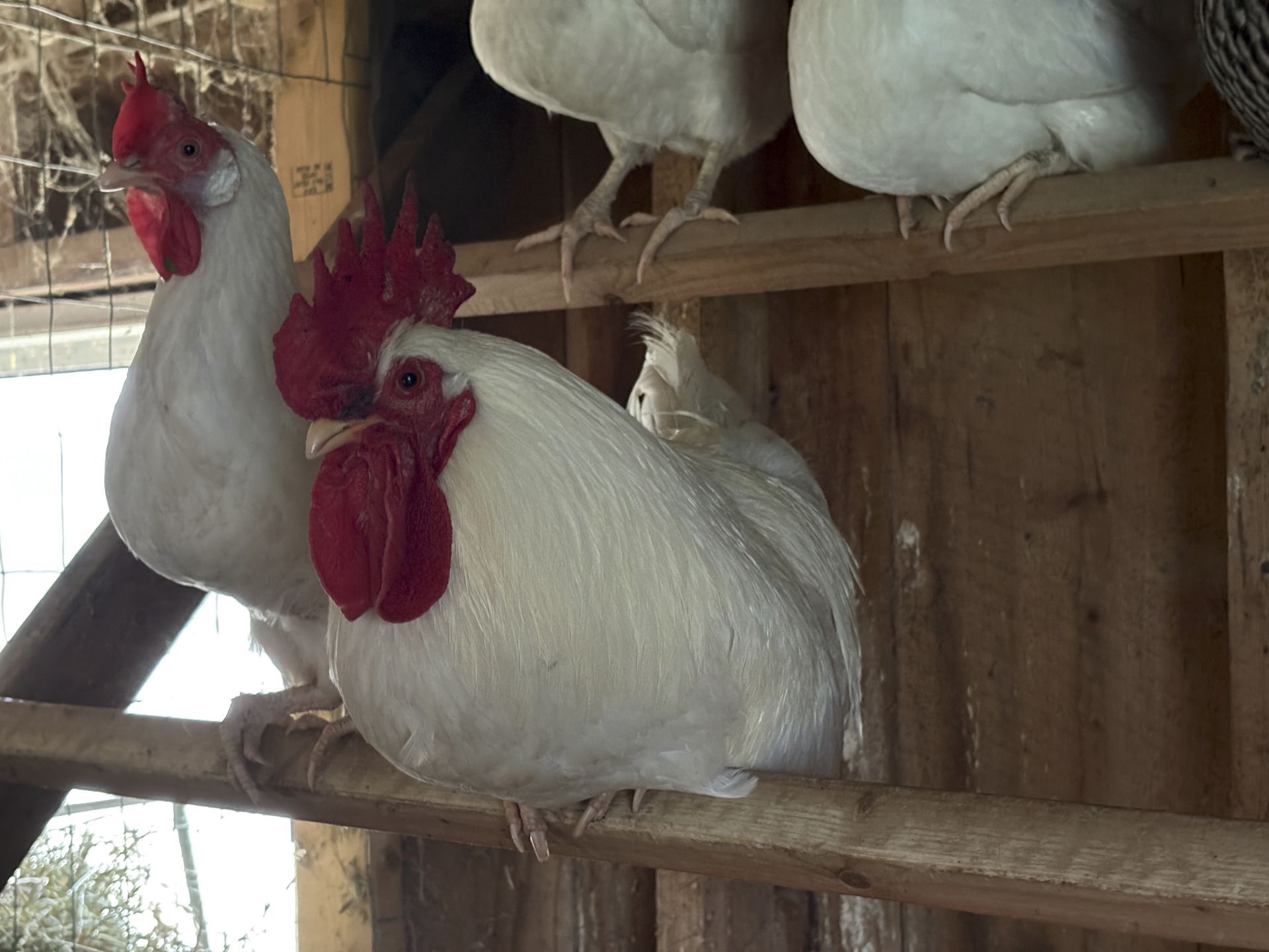 Freddy the rooster on the roost bars with some of the hens.