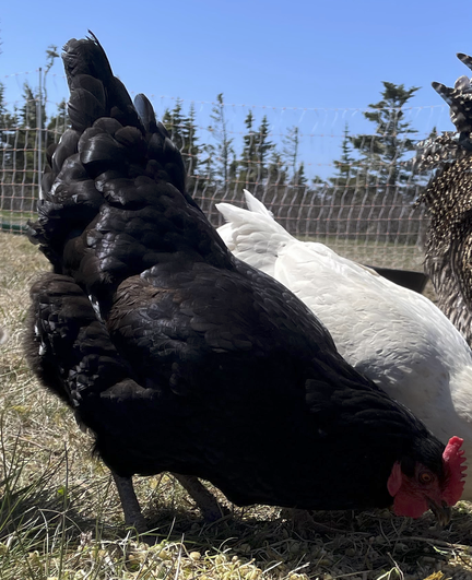 Isabella the Black hen.