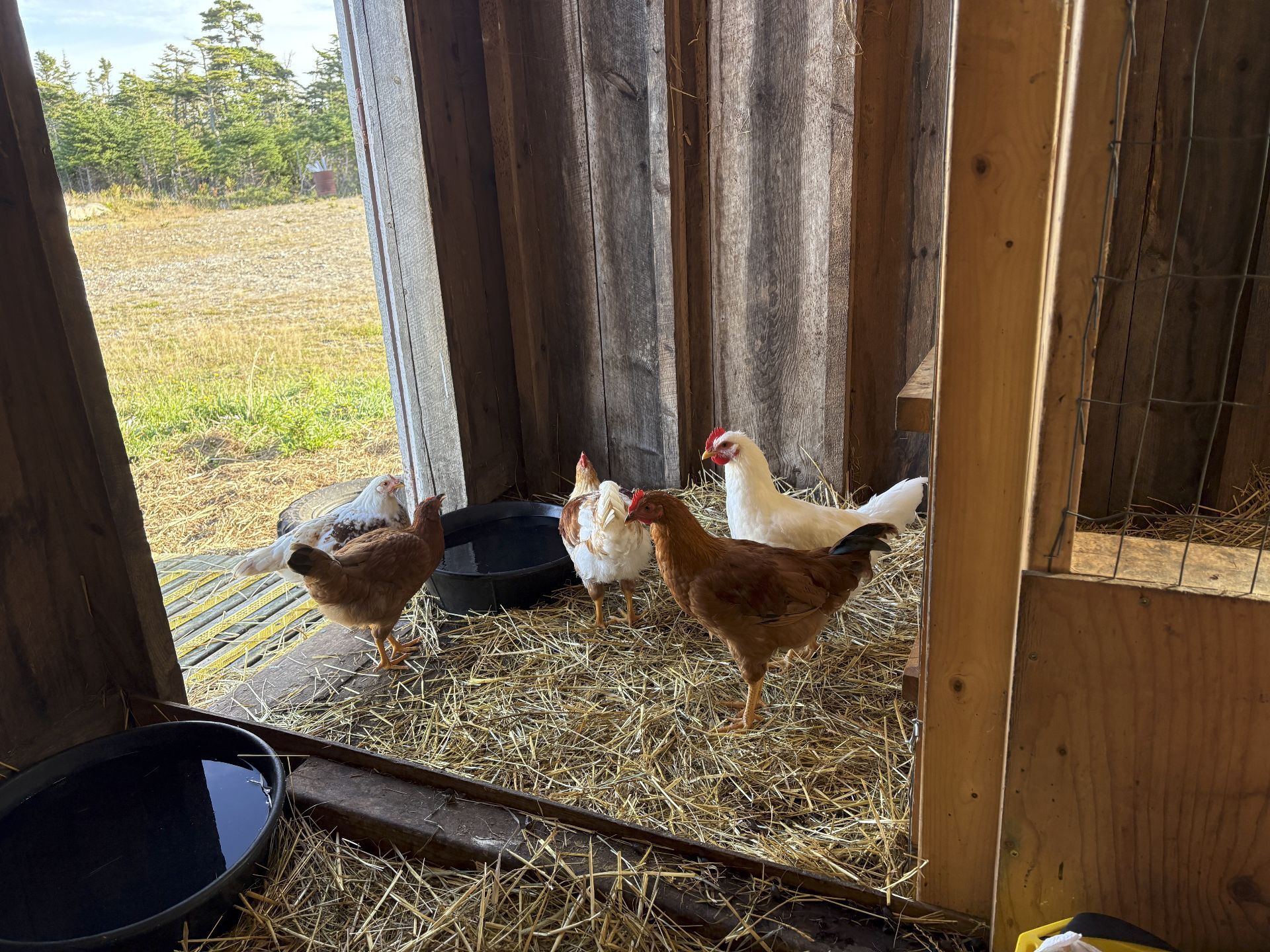 a closer view of some of the young chickens