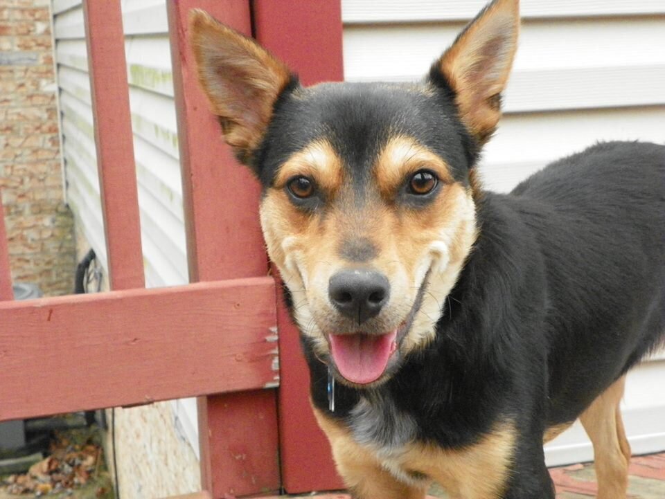black and tan dog looking happy on a deck