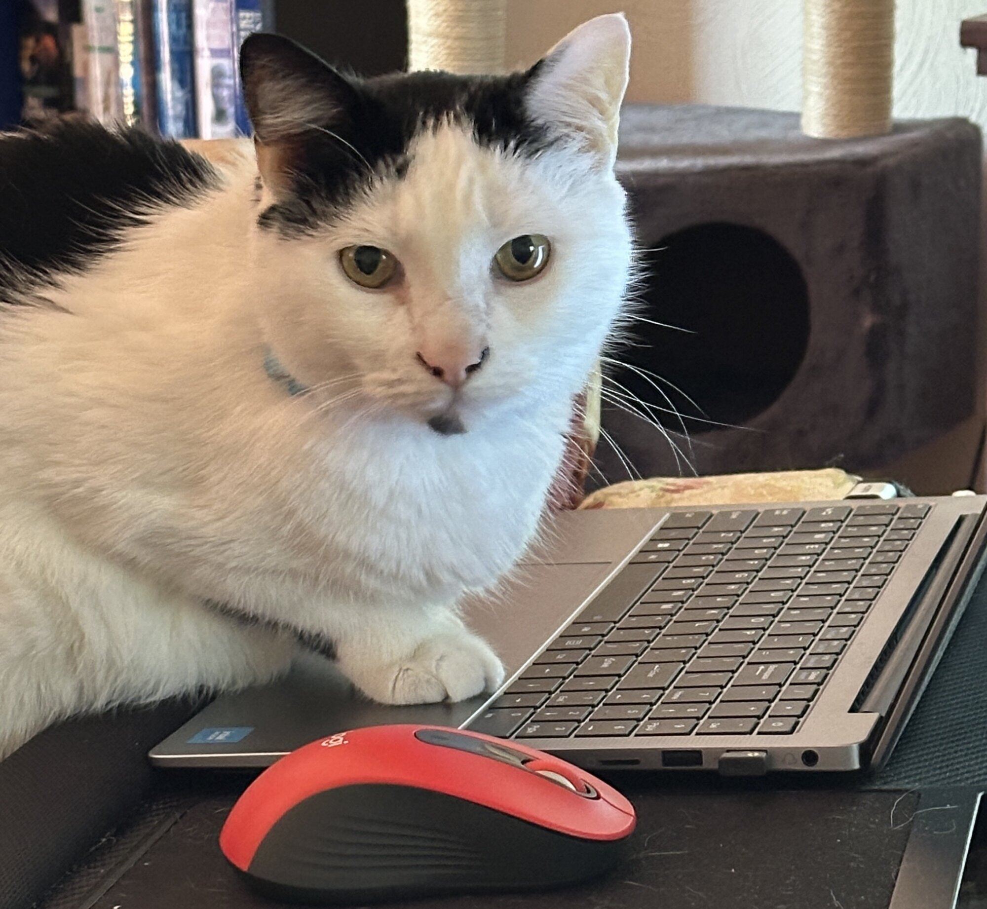 black and white cat lying on a laptop with a computer mouse next to him