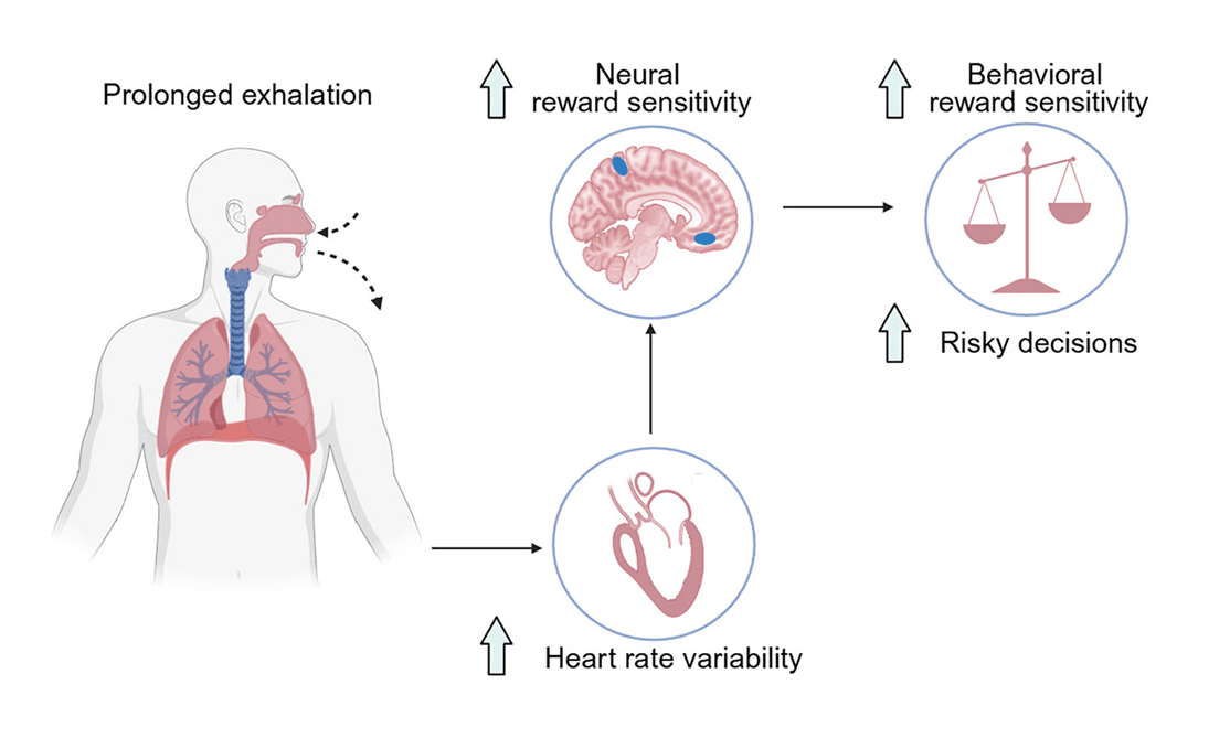 Studying Slow Breathing