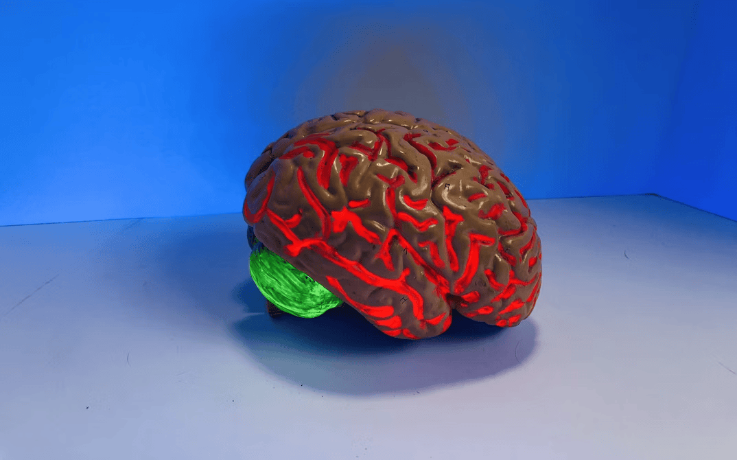 Brain: Cognitive Skills