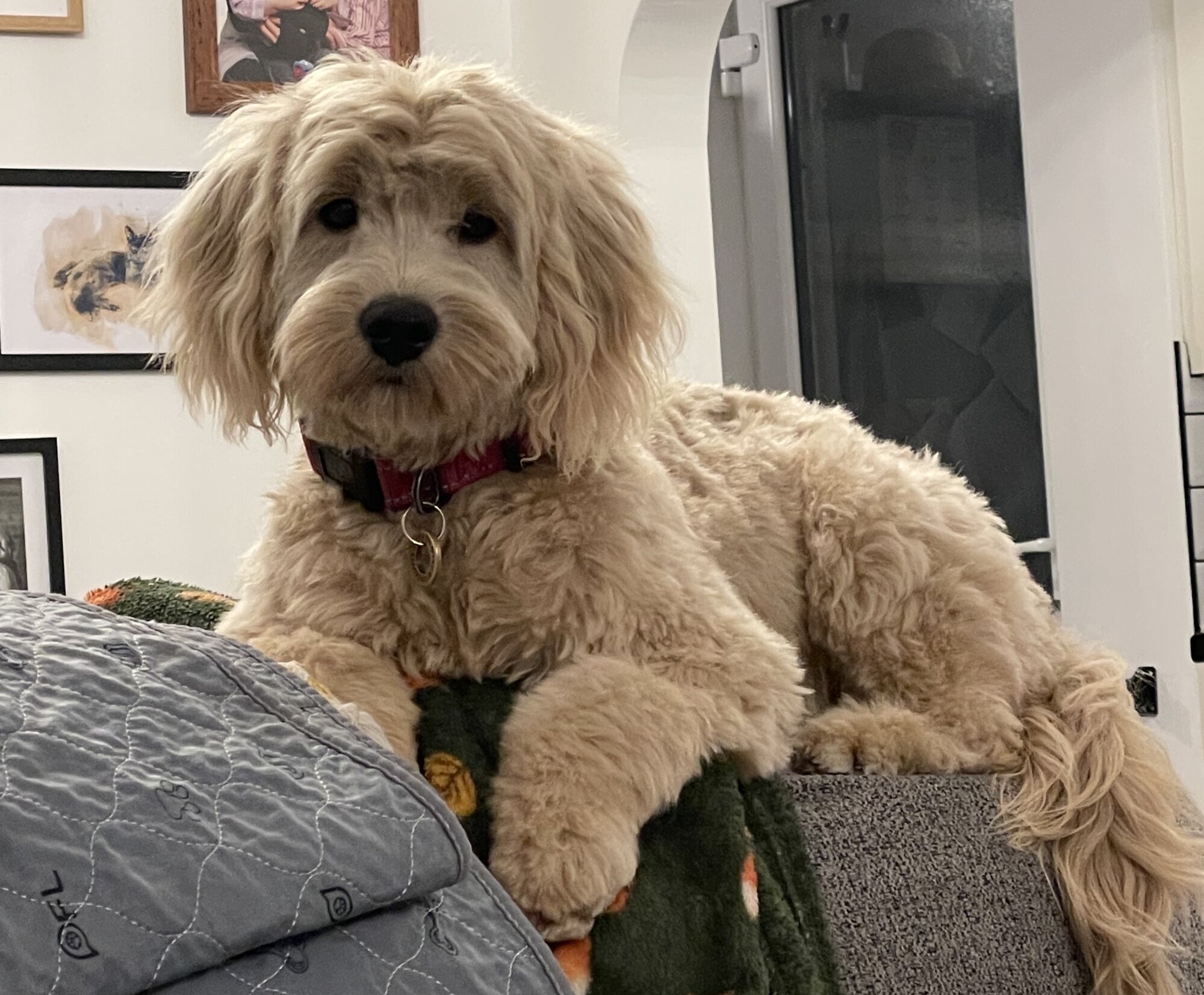 Maggie the (new) dog