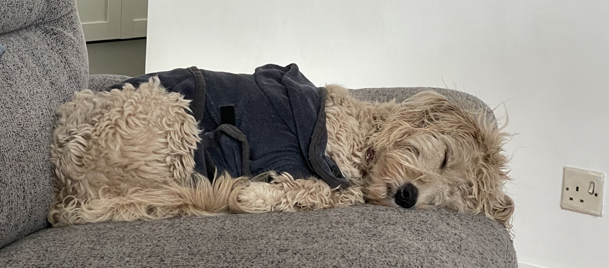 Maggie the (new) dog