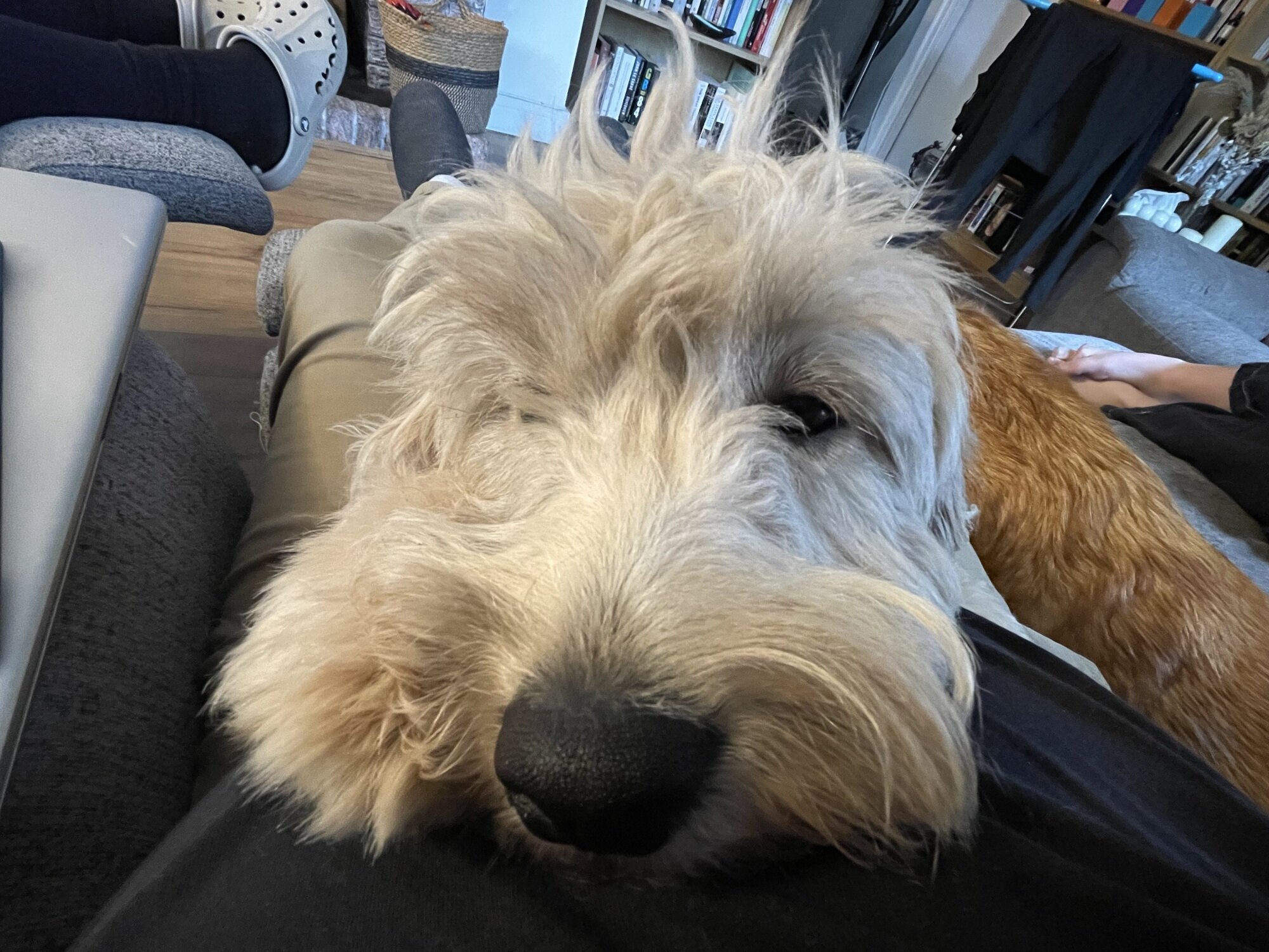 Maggie the (new) dog