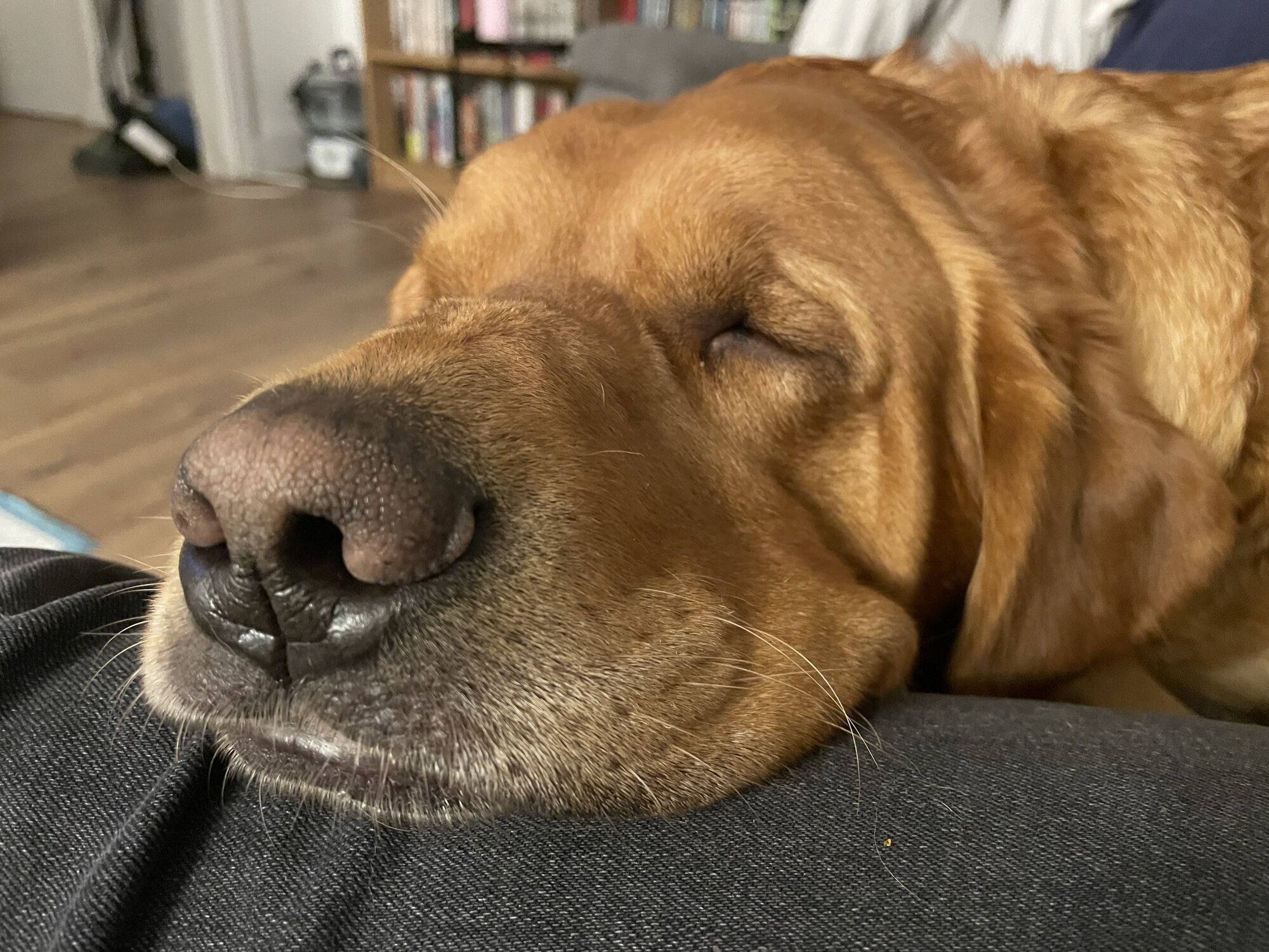 Maggie the (new) dog