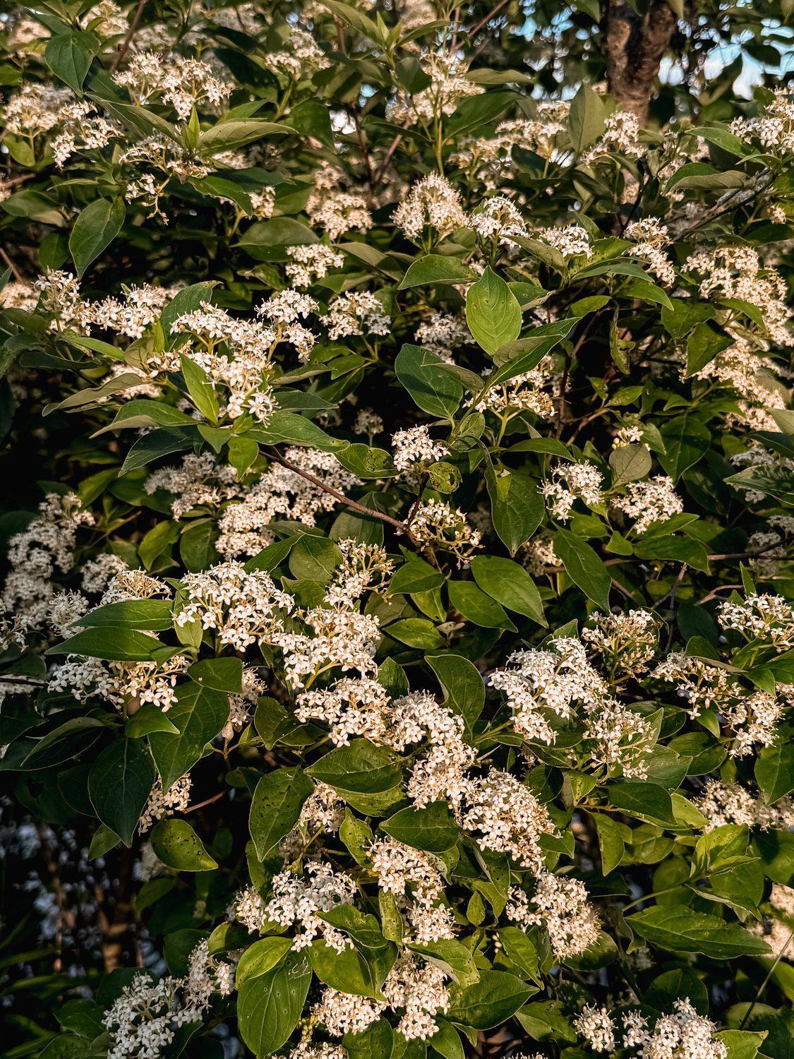A densely flowering shrub photographed up close in warm golden light. Clusters of small, delicate white flowers are scattered across the branches among broad, deep green leaves. The scene has a lush, late-day summer feel with dappled light filtering through.