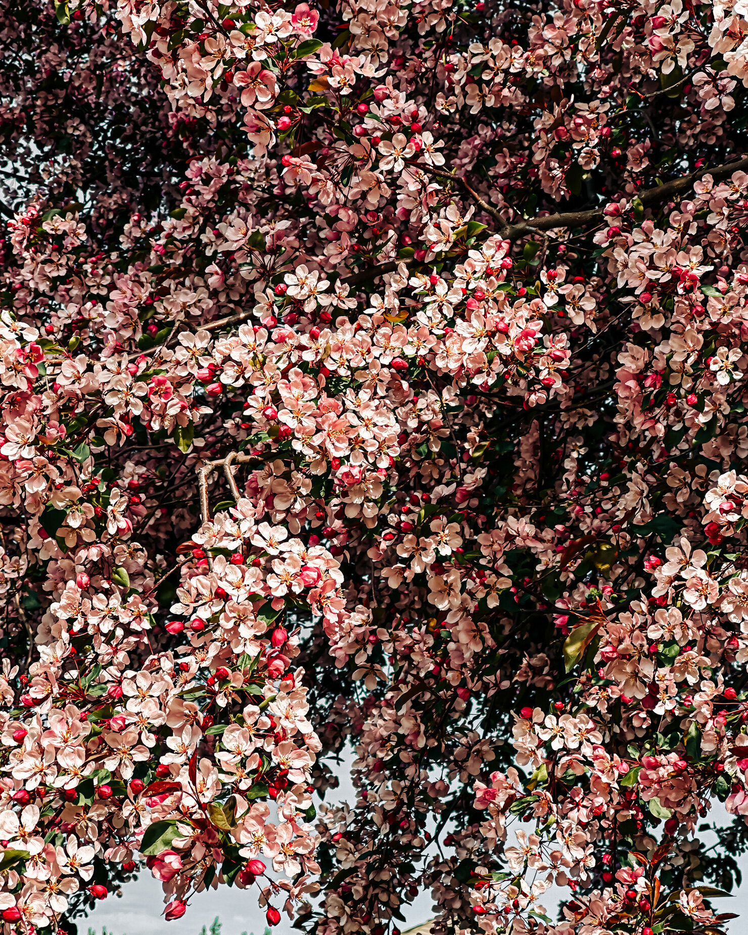 An upward angled photo shows a cascade of crabapple blossoms on a tree in bright sunlight.