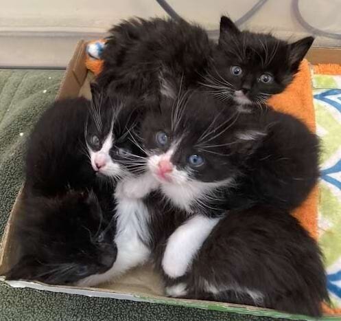 Four black and white kittens huddled together in a box.