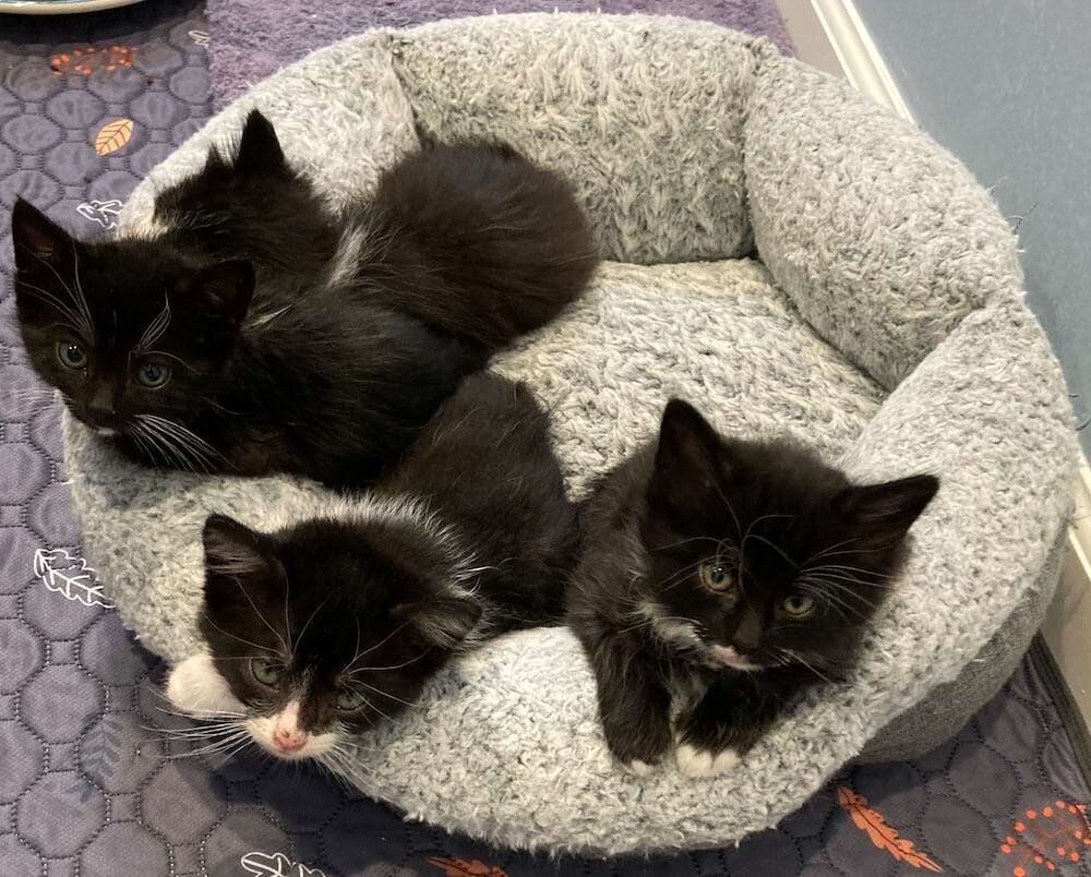 Four black & white kittens in a soft round bed looking a bit grumpy.