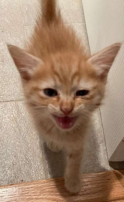 An orange tabby kitten facing the camera and yelling