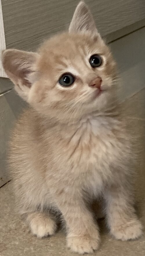 A buff kitten looks upward.