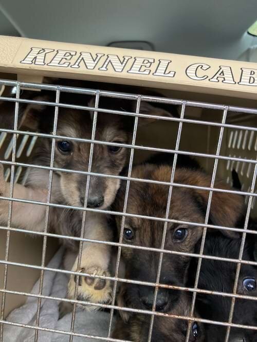Four cute Husky / Shepherd puppies in a crate