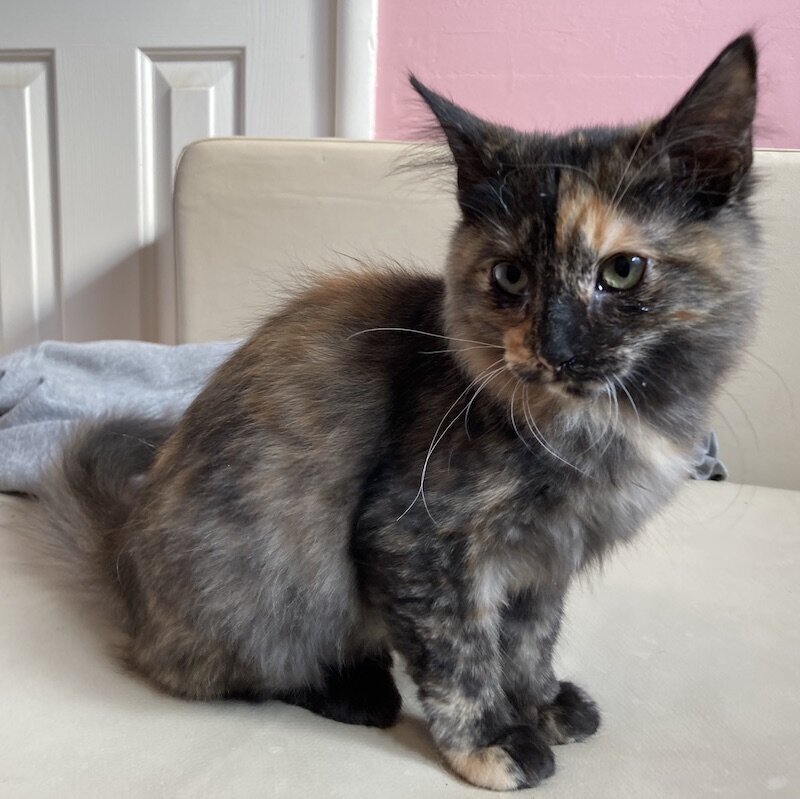 A tortie kitten sitting pretty and looking off to the side