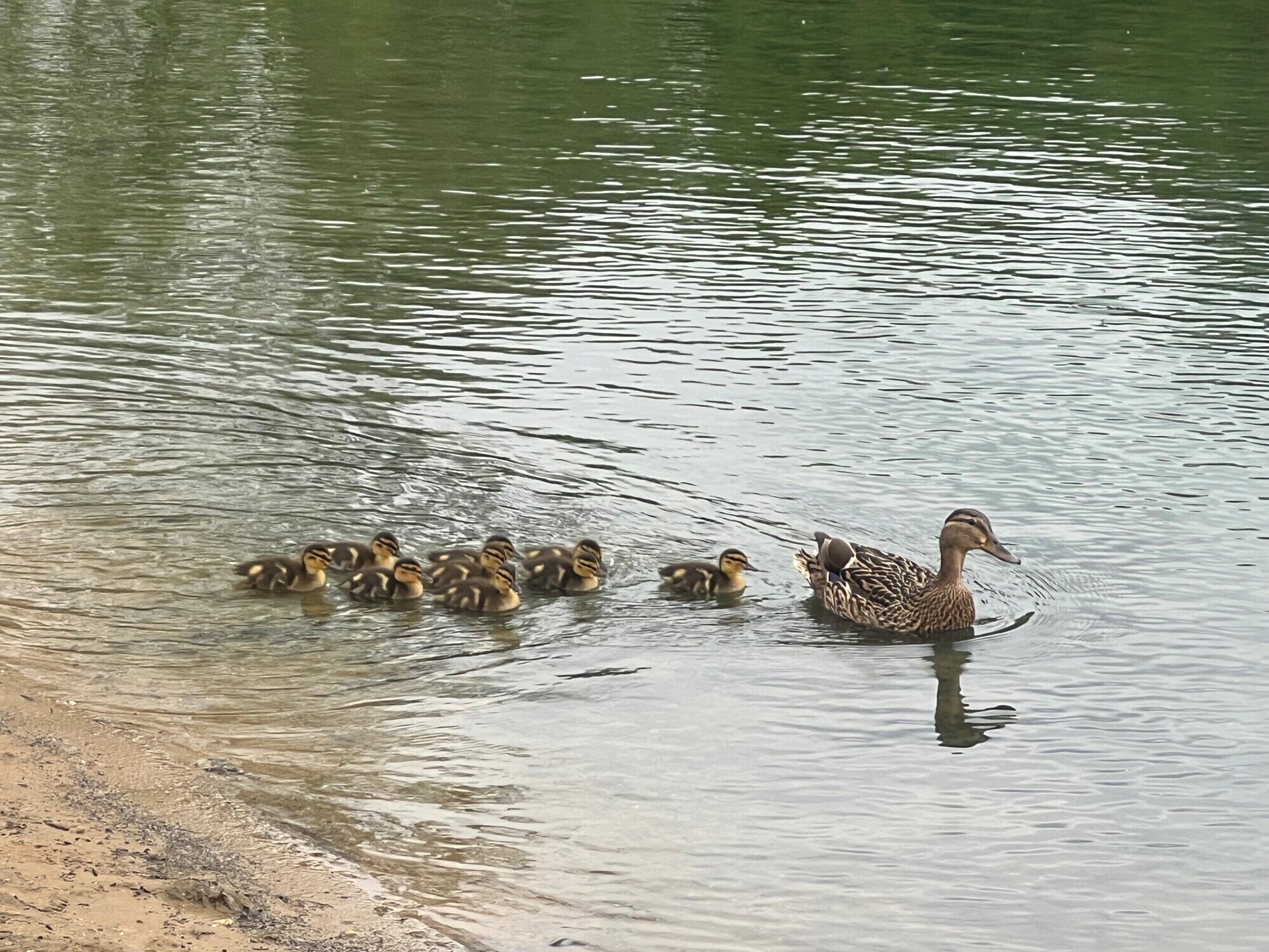 Ducklings at Bray Lake