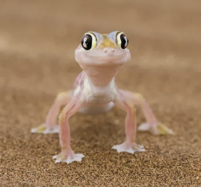 A Gecko can't stick to Teflon